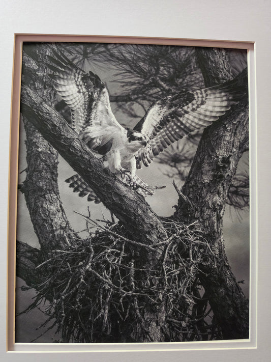 Framed black and white photograph of an osprey perched on a branch.