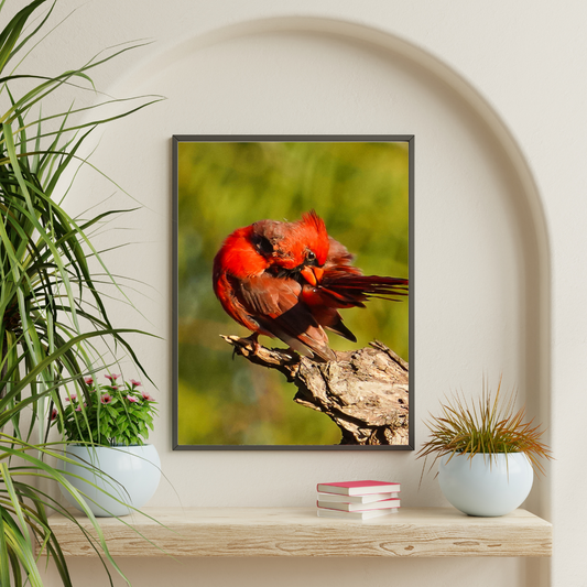 Feathered Focus – Northern Cardinal Photography Print | Framed Greetings
