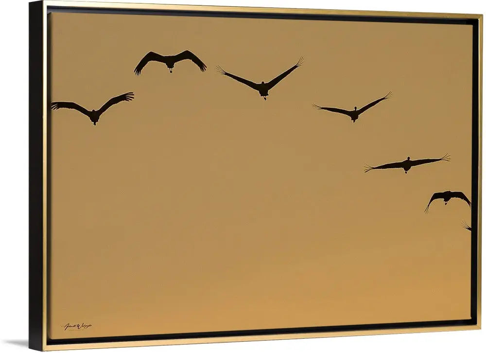 Sandhill Cranes Sunrise Antoinette Washington Photography