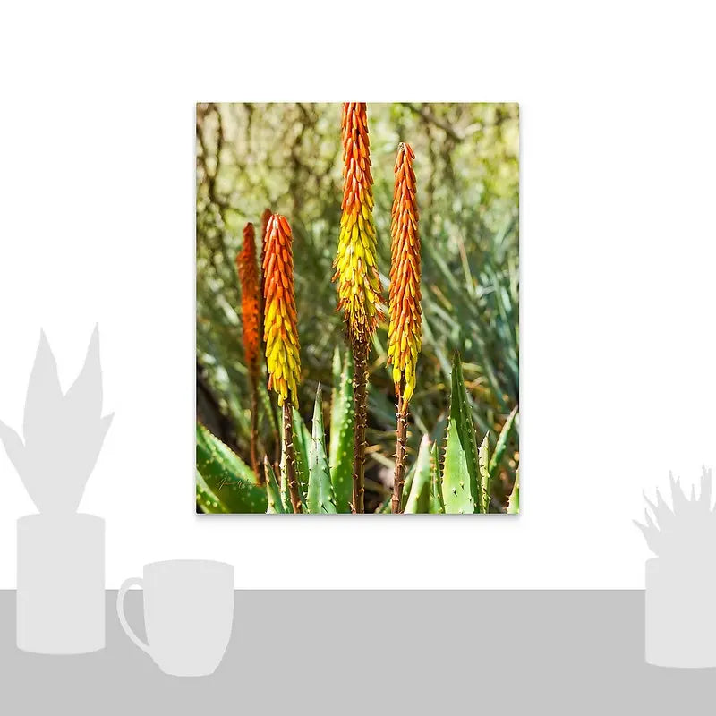 Desert Aloe Vera Plant Antoinette Washington Photography