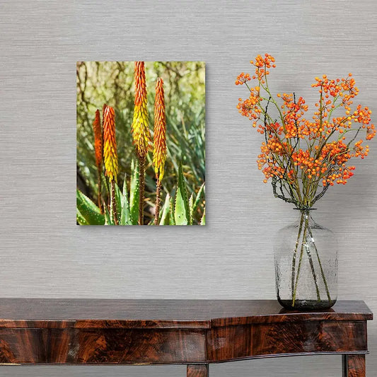 Desert Aloe Vera Plant Antoinette Washington Photography