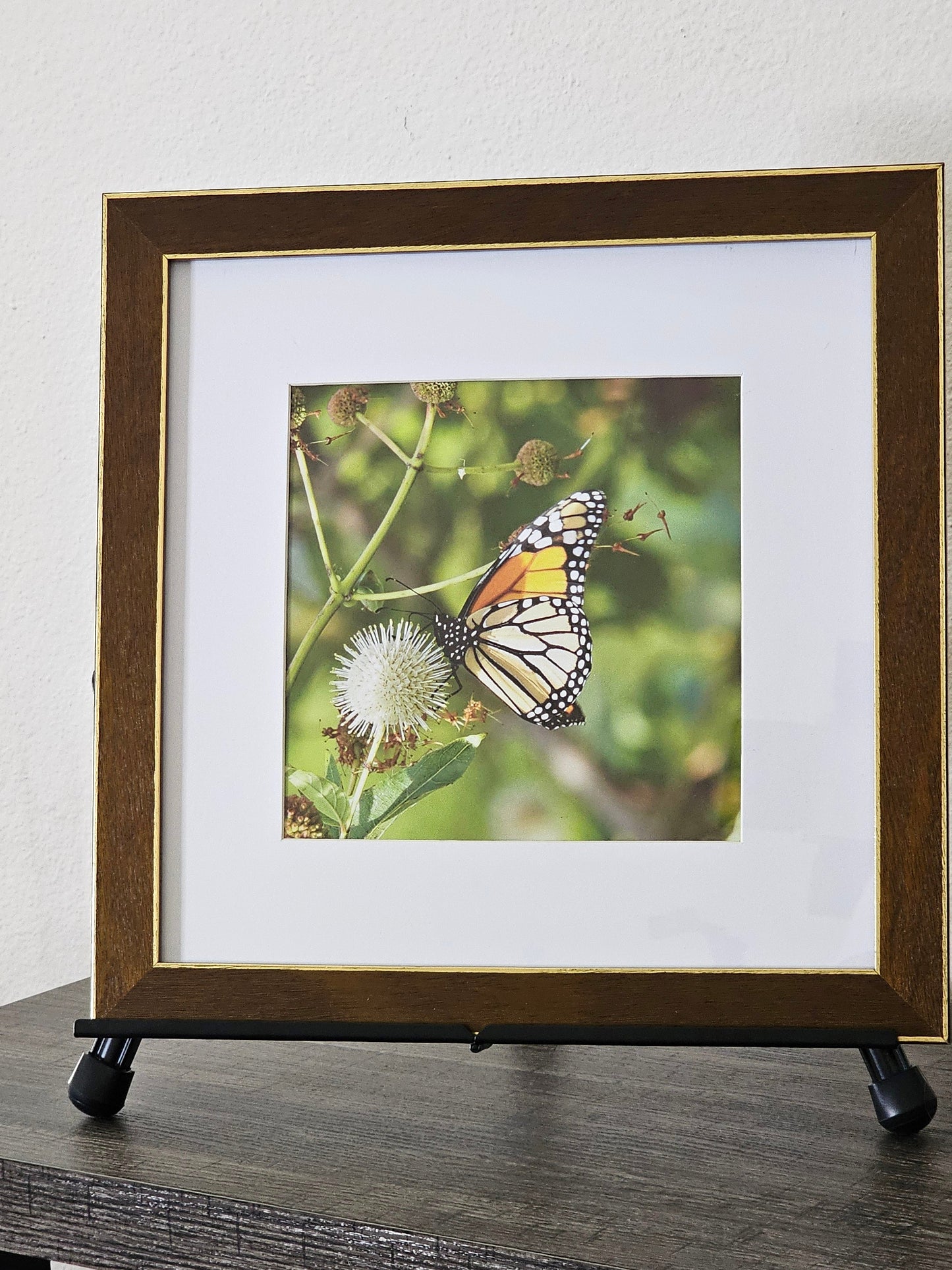 Monarch Moment – Butterfly Garden