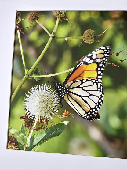 Monarch Moment – Butterfly Garden
