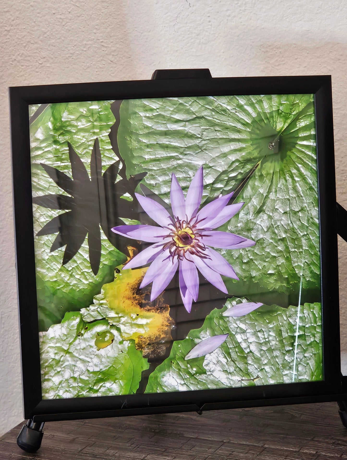 Lily in Light – Water Lily Photography Art Print | Framed Greetings