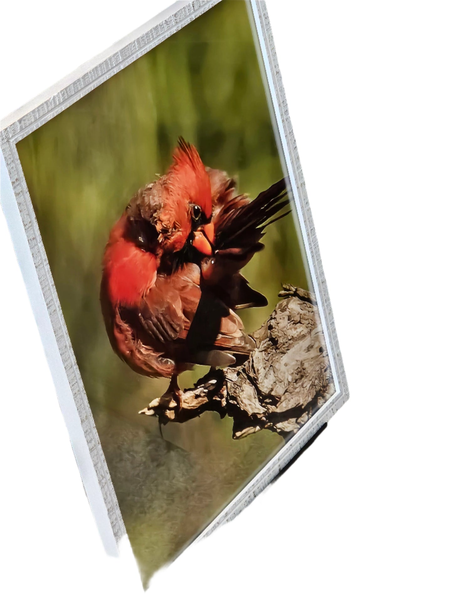 Feathered Focus – Northern Cardinal Photography Print | Framed Greetings