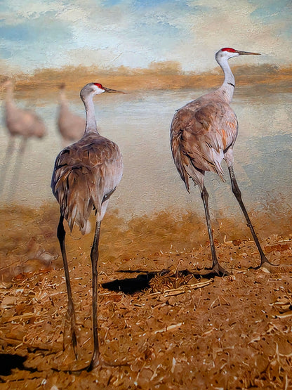 Two sandhill cranes standing on a muddy field with a blurred background