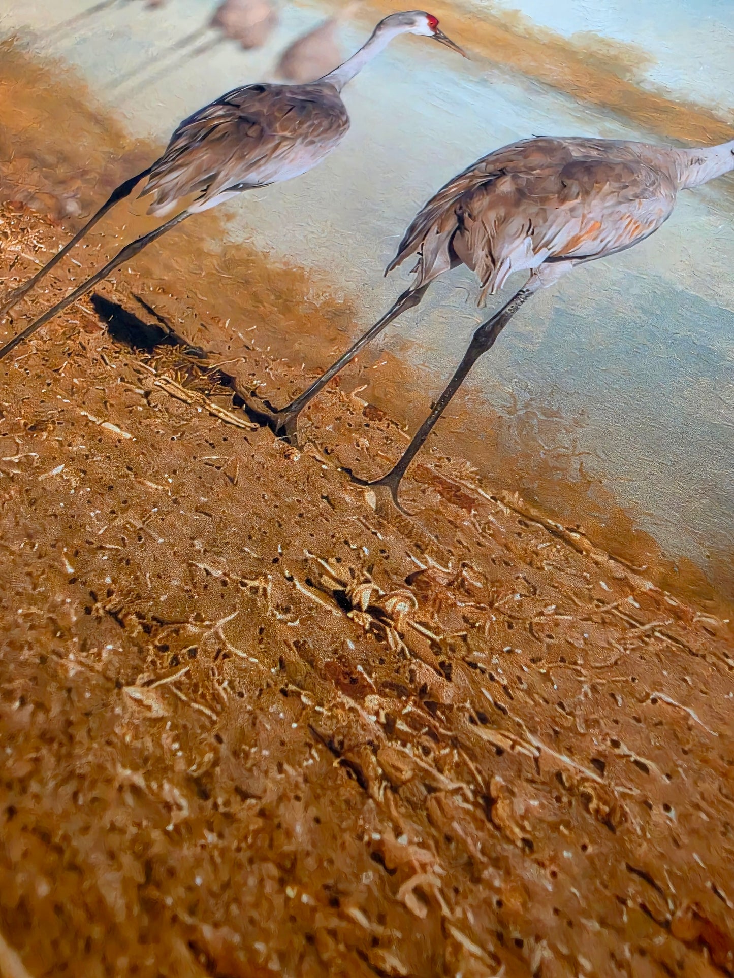 Two sandhill cranes walking on a sandy surface with water in the background