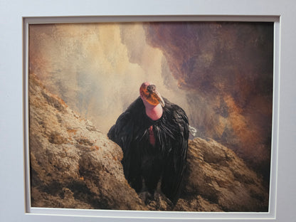 Vulture on a rocky outcrop with a misty background