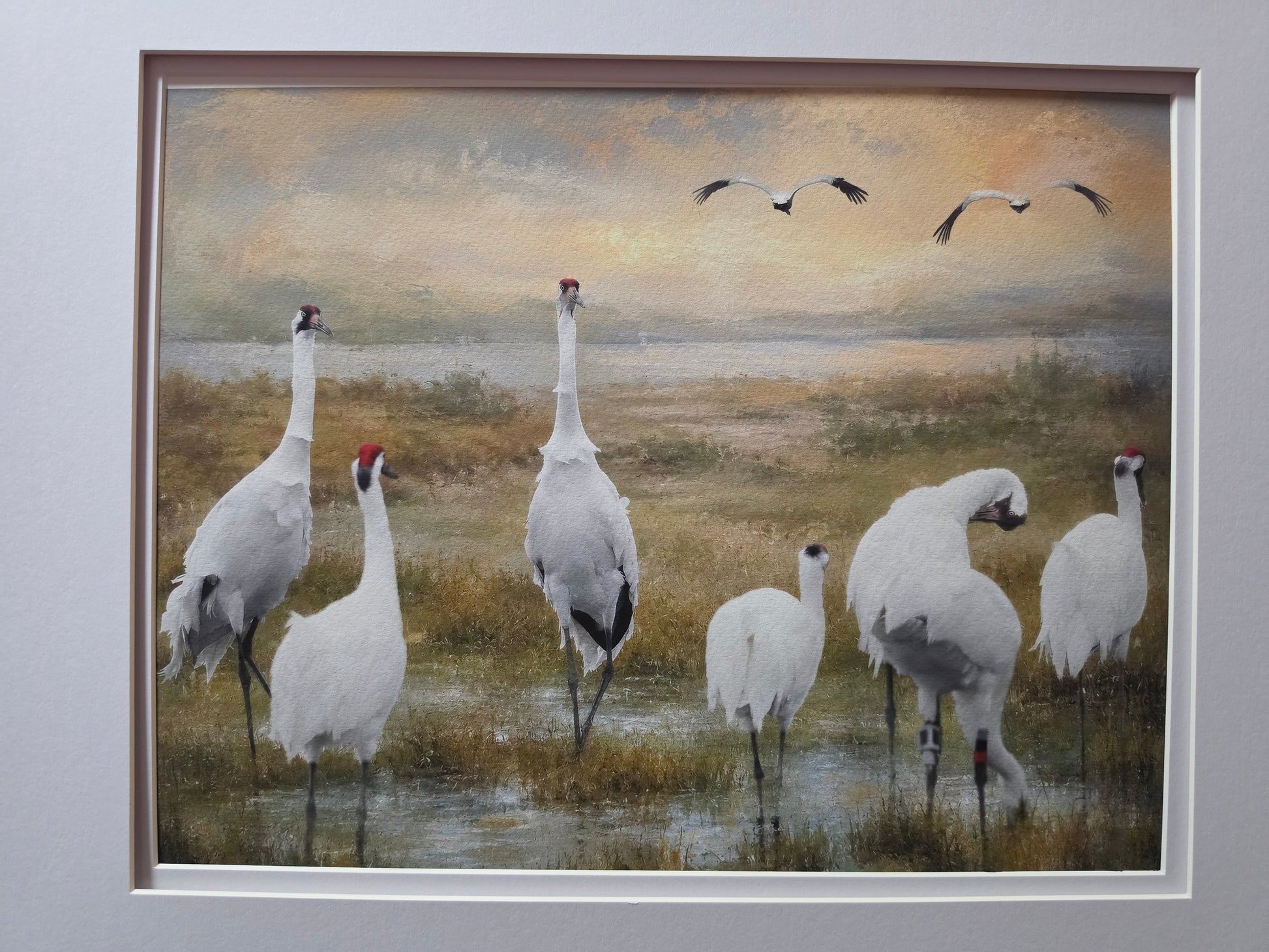 Framed painting of white birds whoopinng cranes in a natural setting