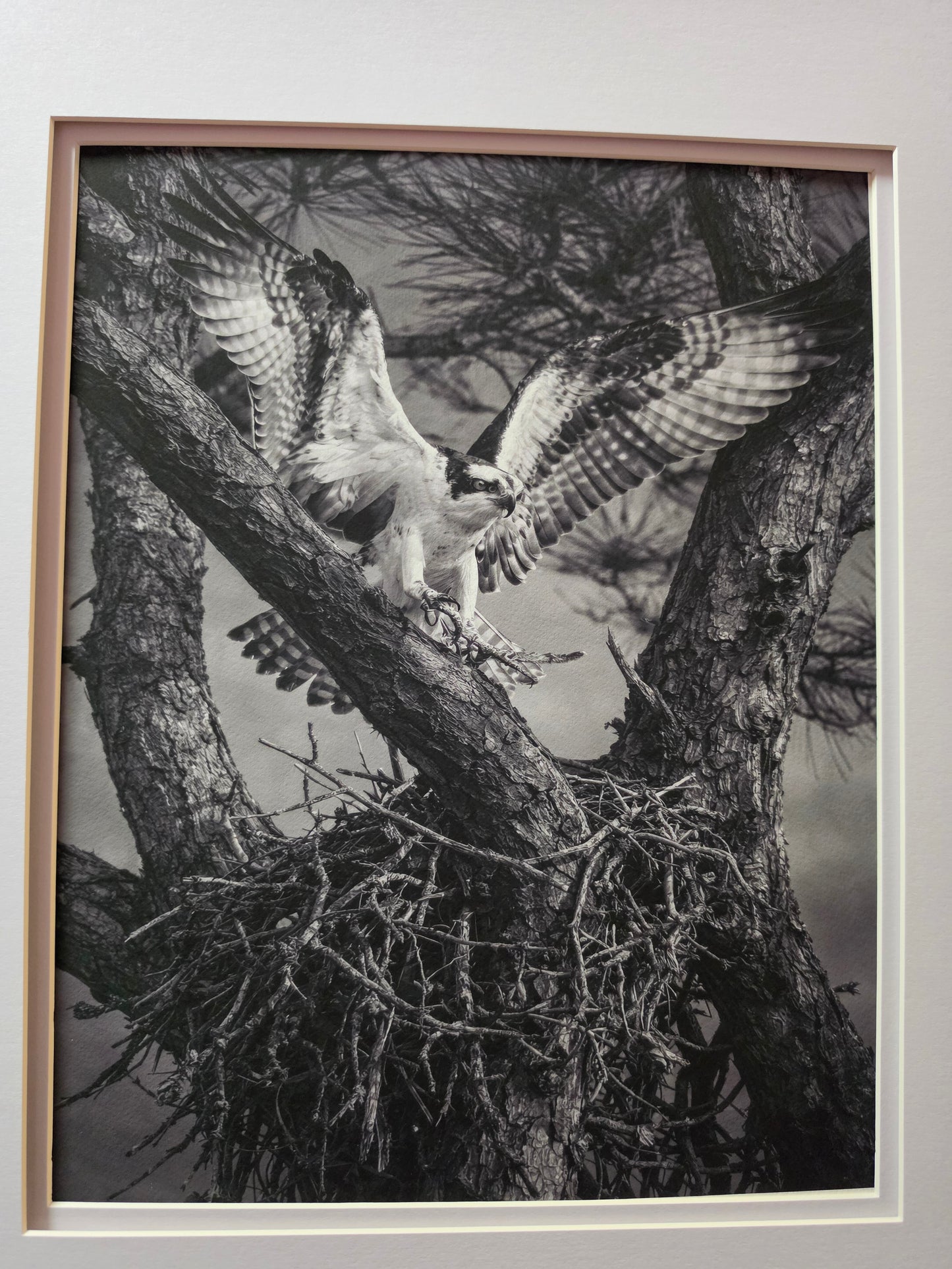 Framed black and white photograph of an osprey perched on a branch.