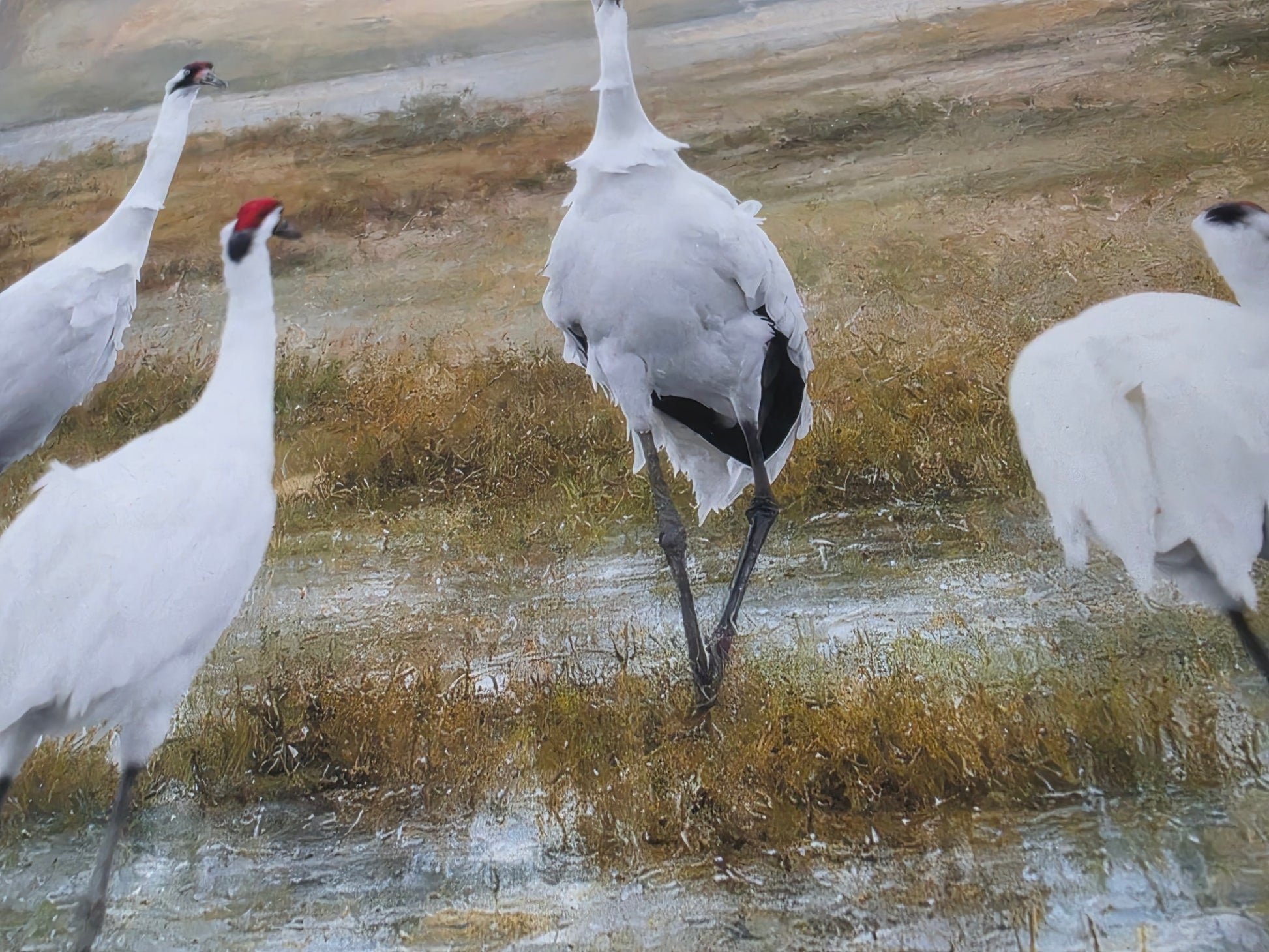 White cranes walking on a grassy field with a blurred background