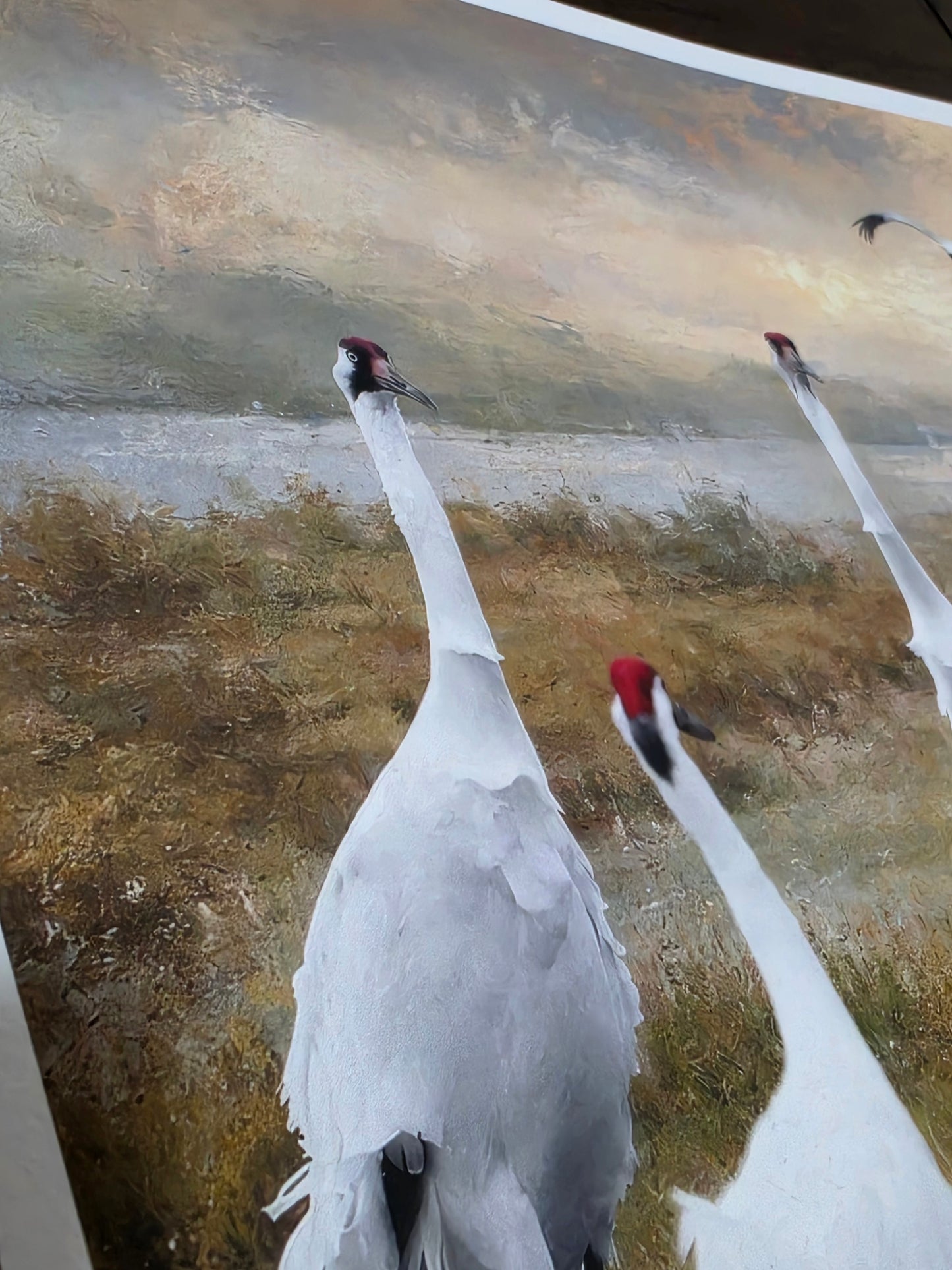 Two swans on a reflective water surface with a blurred background