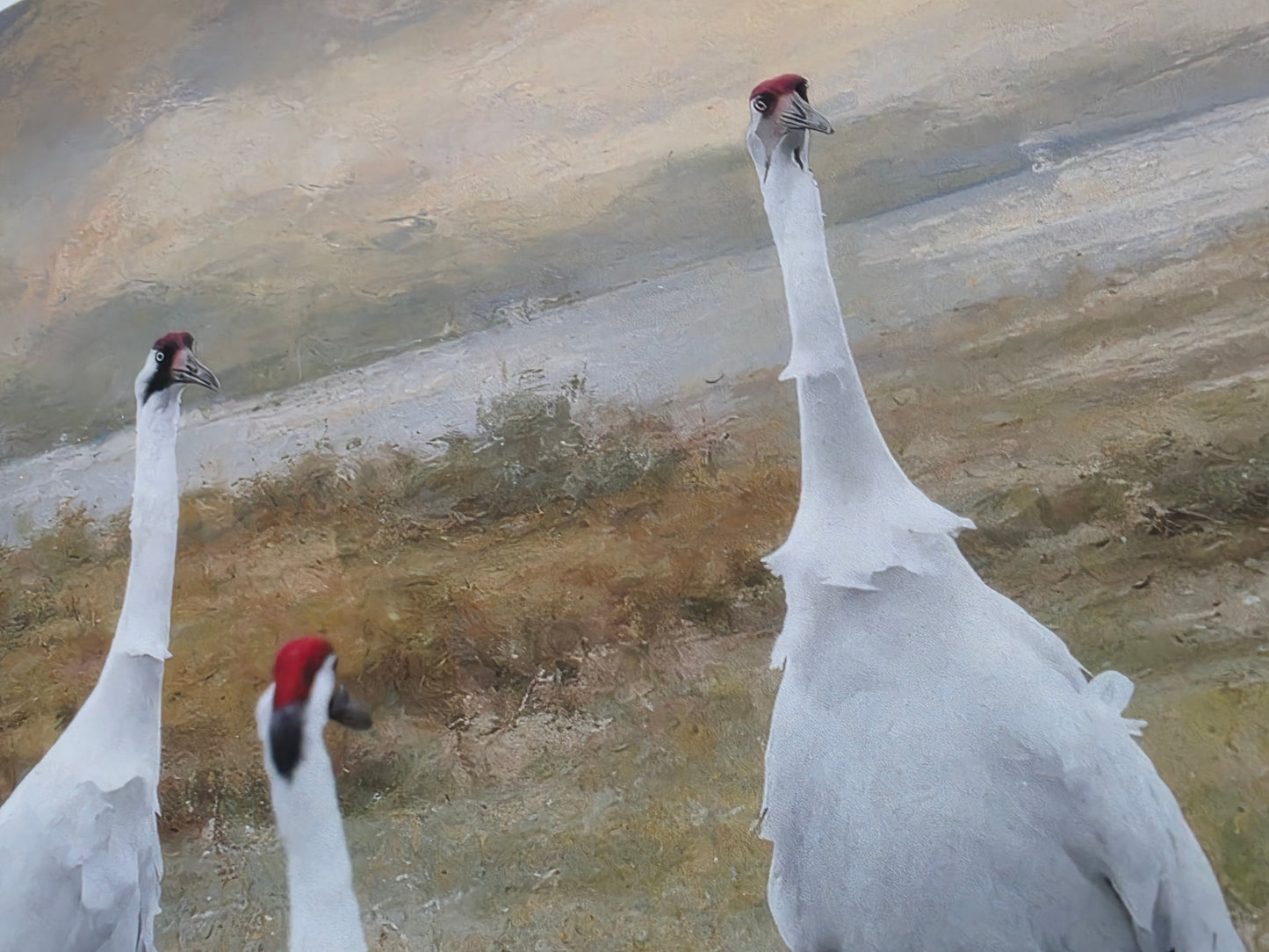 Three large white birds with red heads standing on a barren landscape.