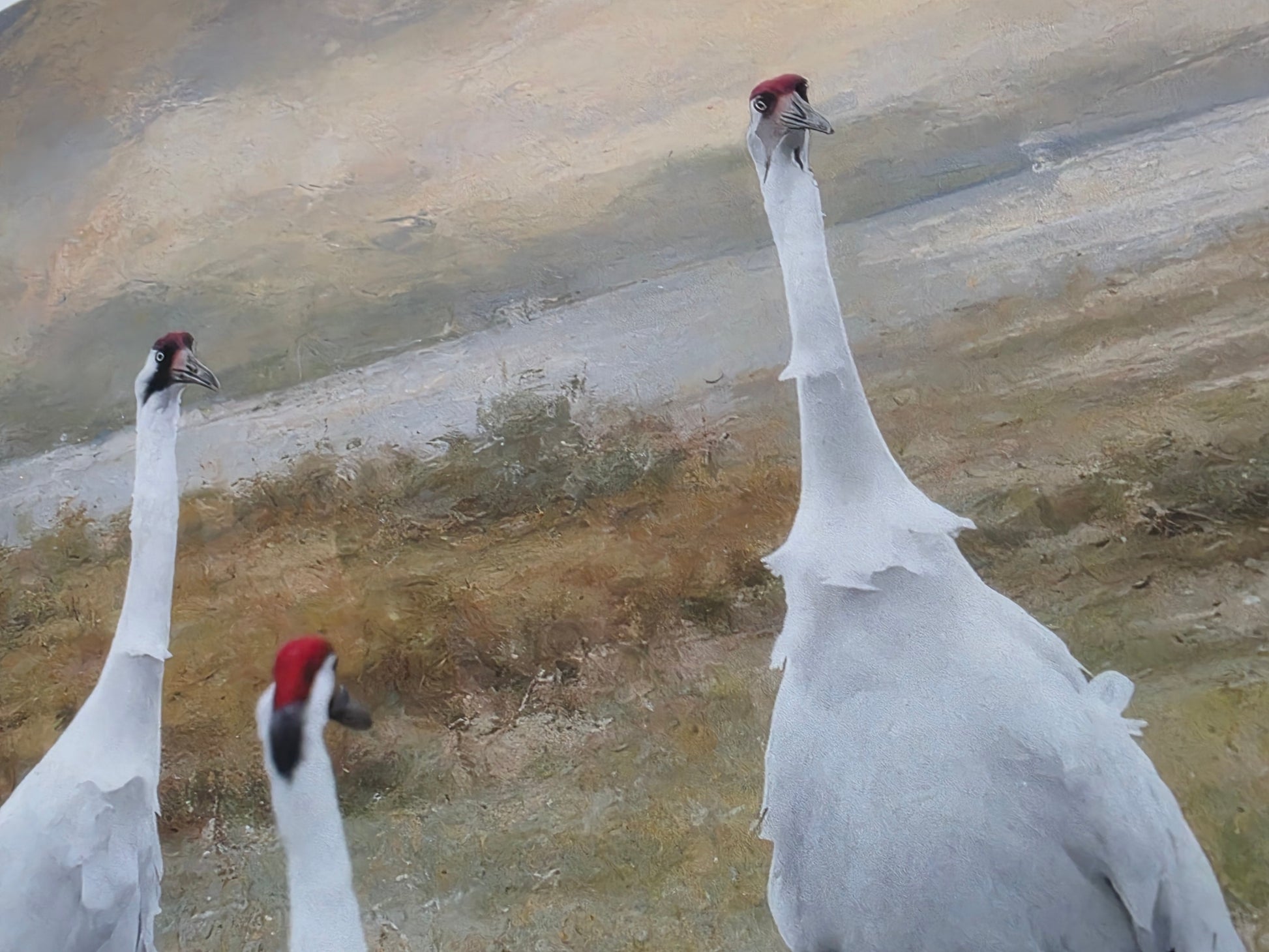 Three large white birds with red heads standing on a barren landscape.