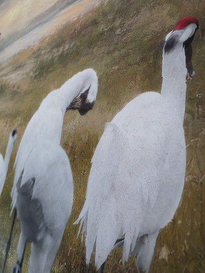 Two white birds with red wattles on a brown ground