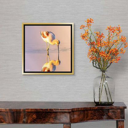 American Avocet Antoinette Washington Photography