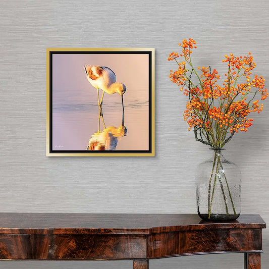 American Avocet Antoinette Washington Photography