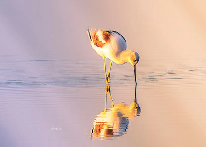 American Avocet Antoinette Washington Photography
