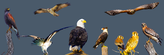 Wings of Authority – Mixed Media Birds of Prey Wall Art