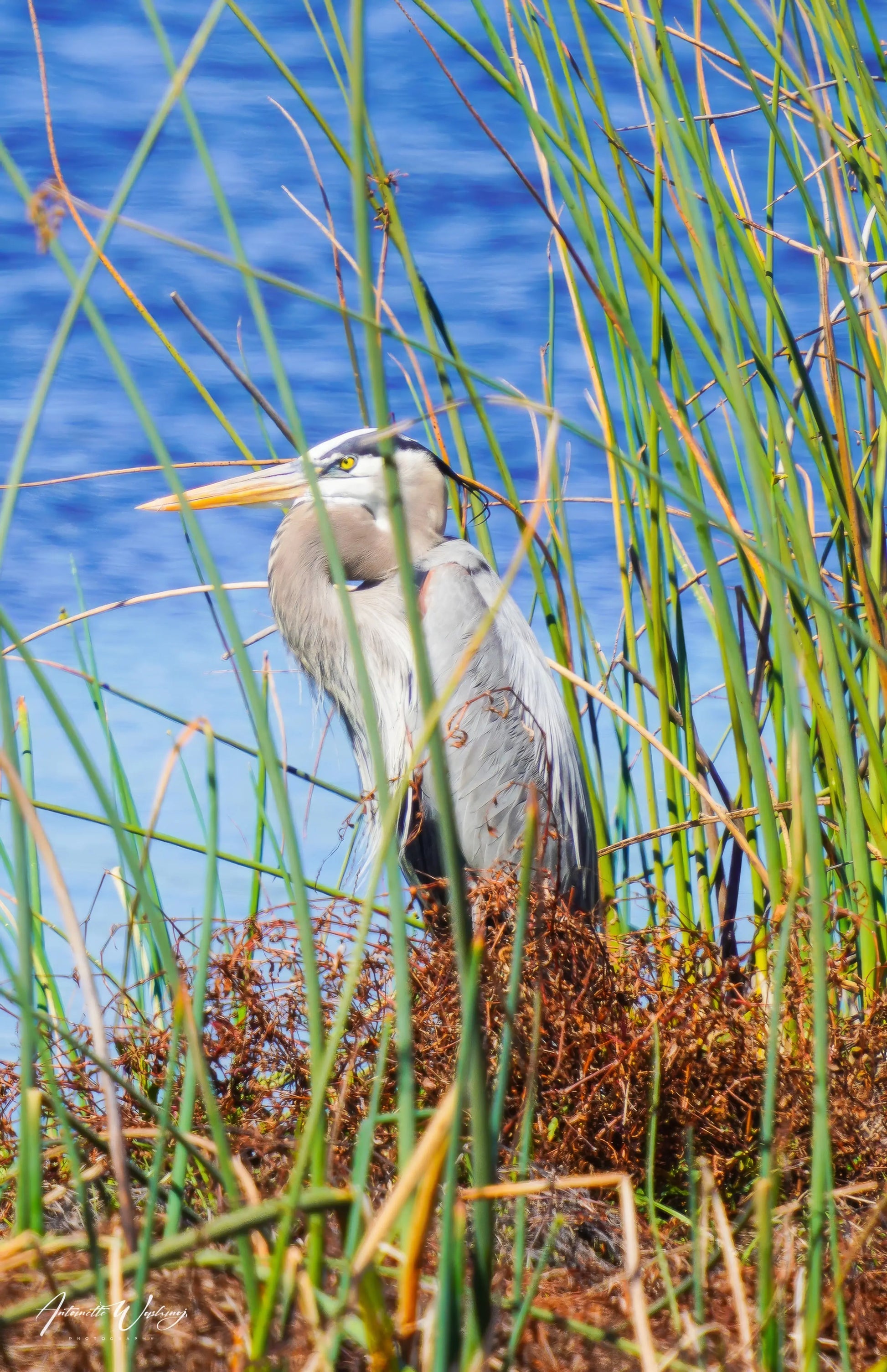 Blue Heron Antoinette Washington Photography