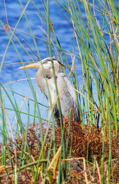 Blue Heron Antoinette Washington Photography