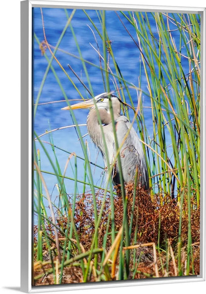 Blue Heron Antoinette Washington Photography