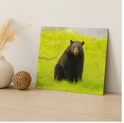 Stillness and Strength – Black Bear Photography Print | Framed Greetings
