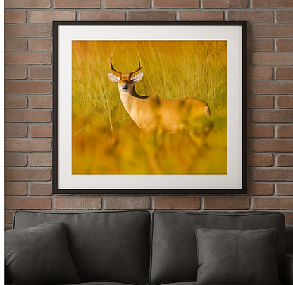 The Golden Hour Buck – Wildlife Photography Print | Framed Greetings