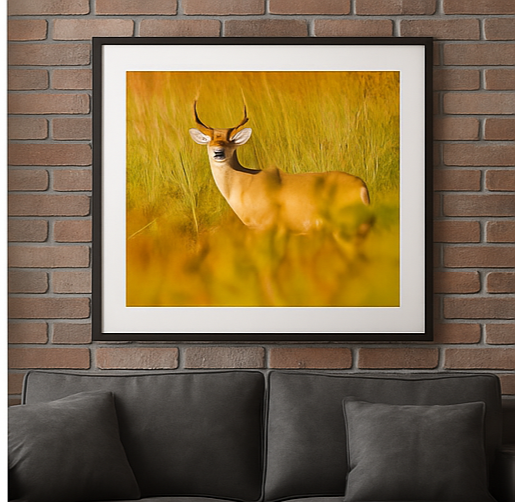The Golden Hour Buck – Wildlife Photography Print | Framed Greetings