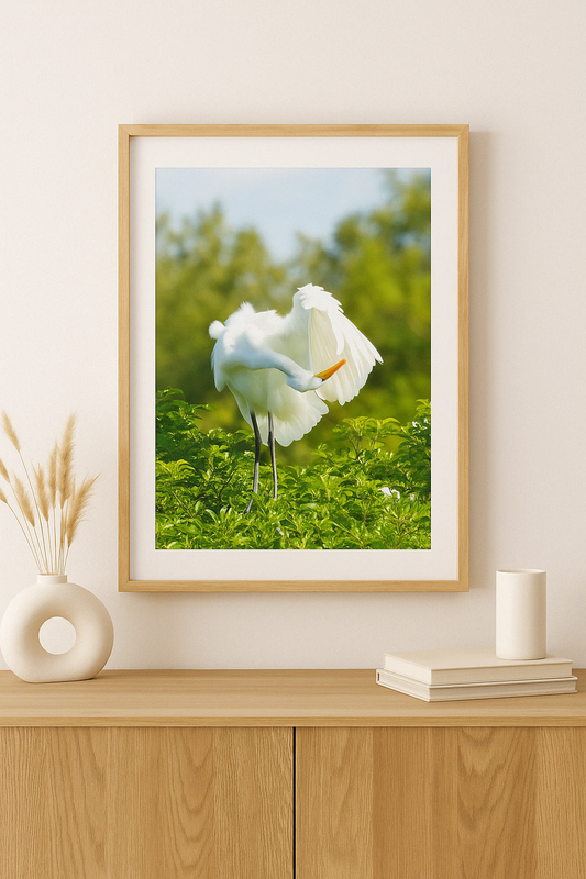 Feather & Light – Egret Photography Print | Framed Greetings
