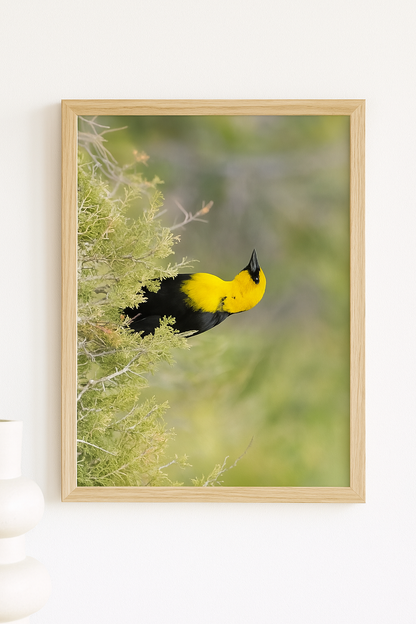 Golden Notes – Yellow-Headed Blackbird Photography Print | Framed Greetings