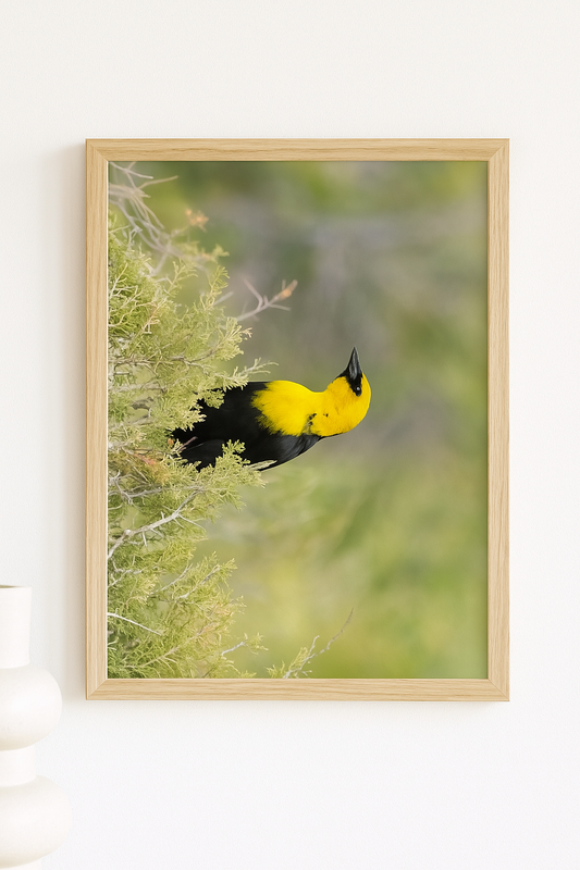Golden Notes – Yellow-Headed Blackbird Photography Print | Framed Greetings