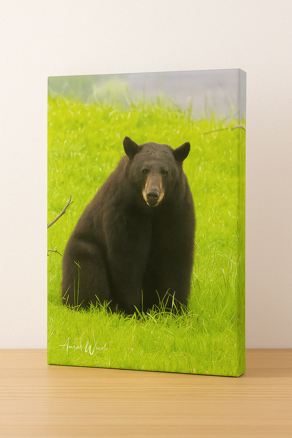 Stillness and Strength – Black Bear Photography Print | Framed Greetings