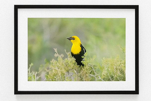Golden Notes – Yellow-Headed Blackbird Photography Print | Framed Greetings