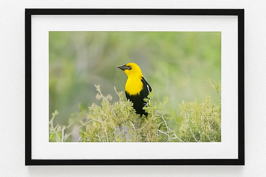 Golden Notes – Yellow-Headed Blackbird Photography Print | Framed Greetings