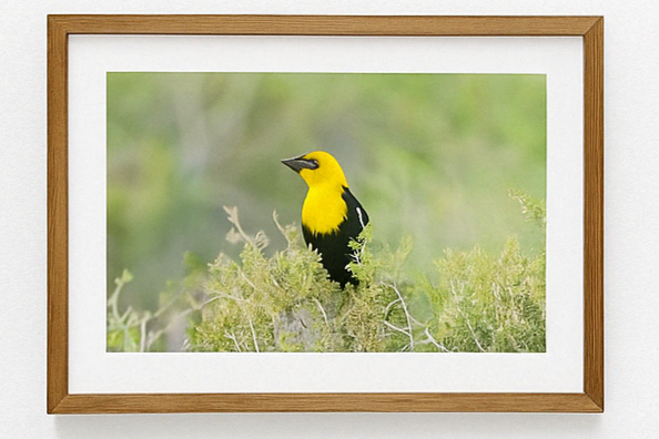 Golden Notes – Yellow-Headed Blackbird Photography Print | Framed Greetings
