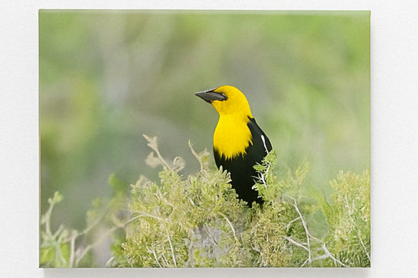 Golden Notes – Yellow-Headed Blackbird Photography Print | Framed Greetings