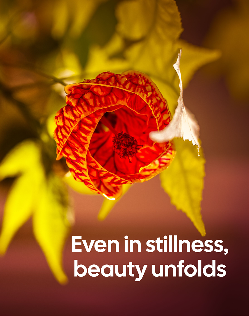 Even in Stillness – Original Photography Art Print | Chinese Lantern Flower