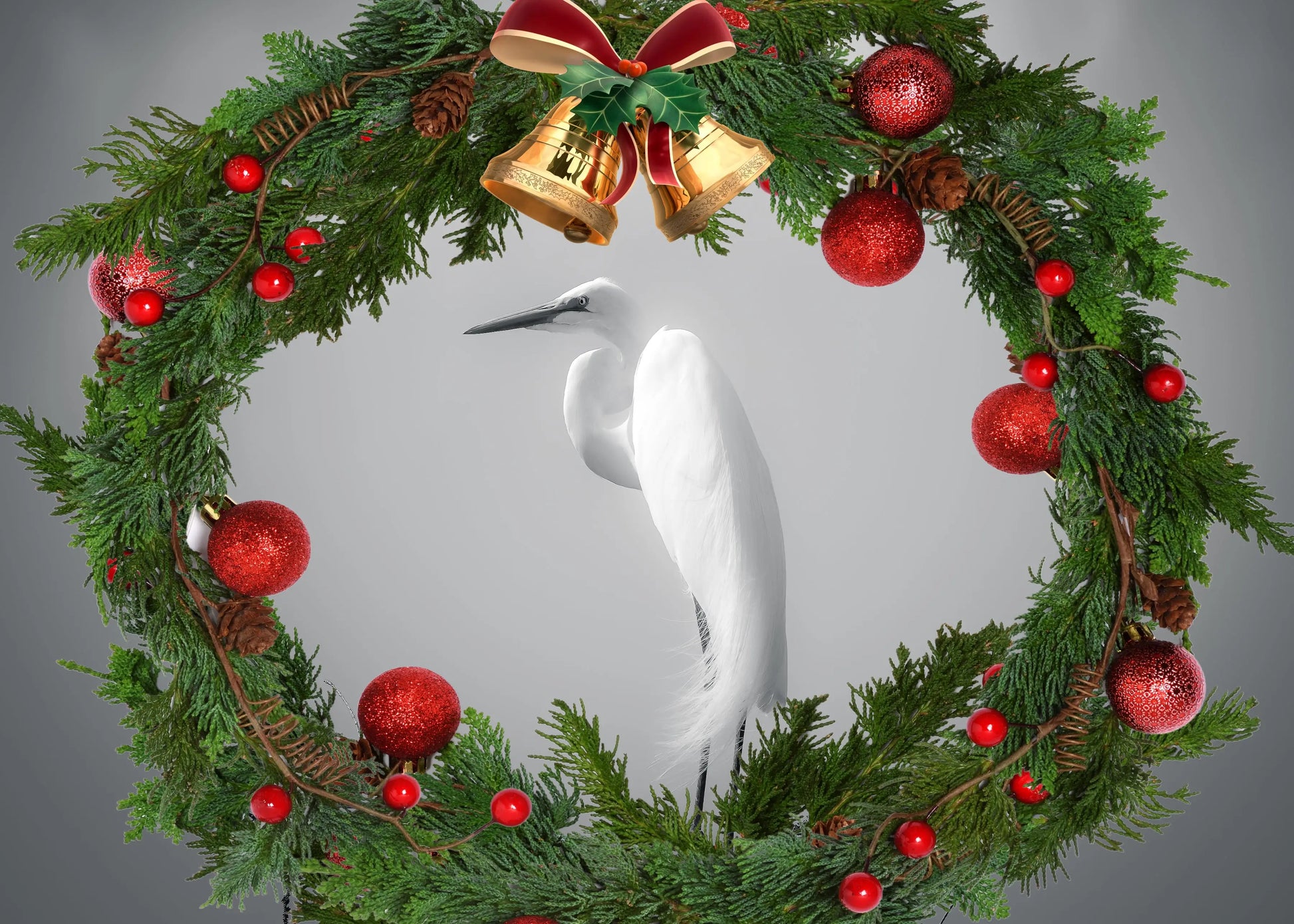Christmas Egret Antoinette Washington Photography
