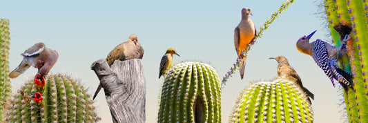 Desert Vibes – Southwest Bird Collage Wall Art