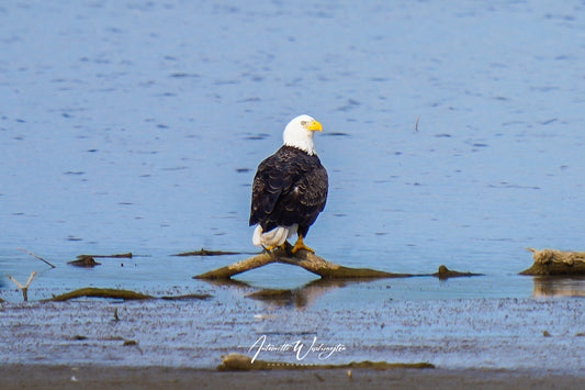 American Majesty – Bald Eagle Photography Print