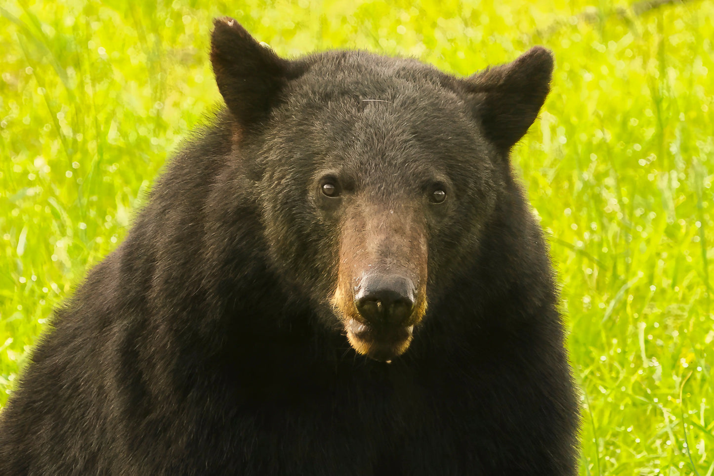Black Bear Antoinette Washington Photography