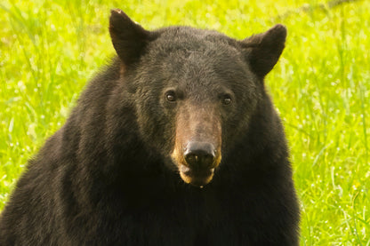 Black Bear Antoinette Washington Photography