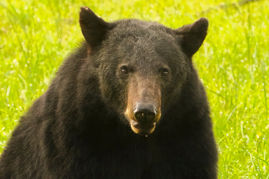 Black Bear Antoinette Washington Photography