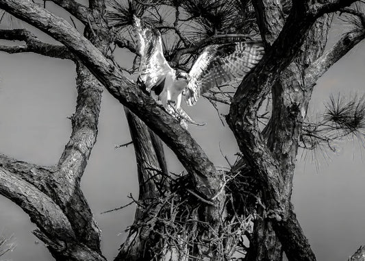 Stillness in the Hunt – Black & White Osprey Wall Art