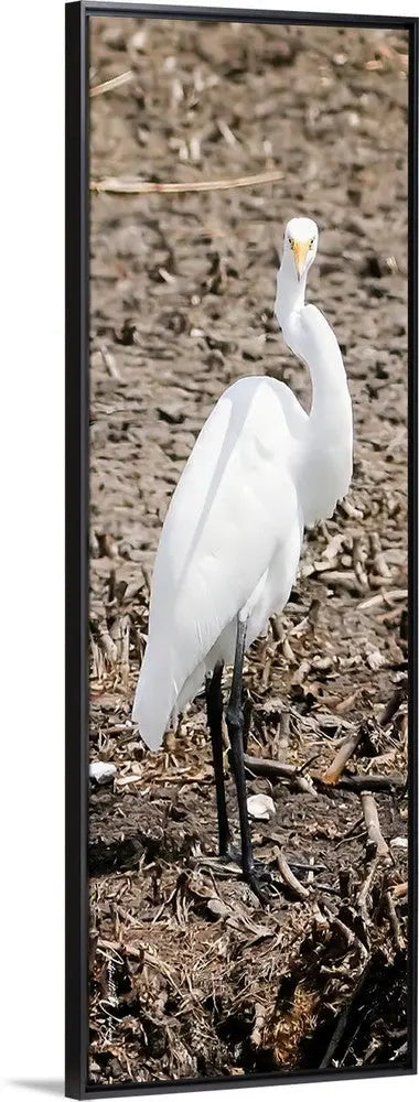 Runway Egret 2 Antoinette Washington Photography