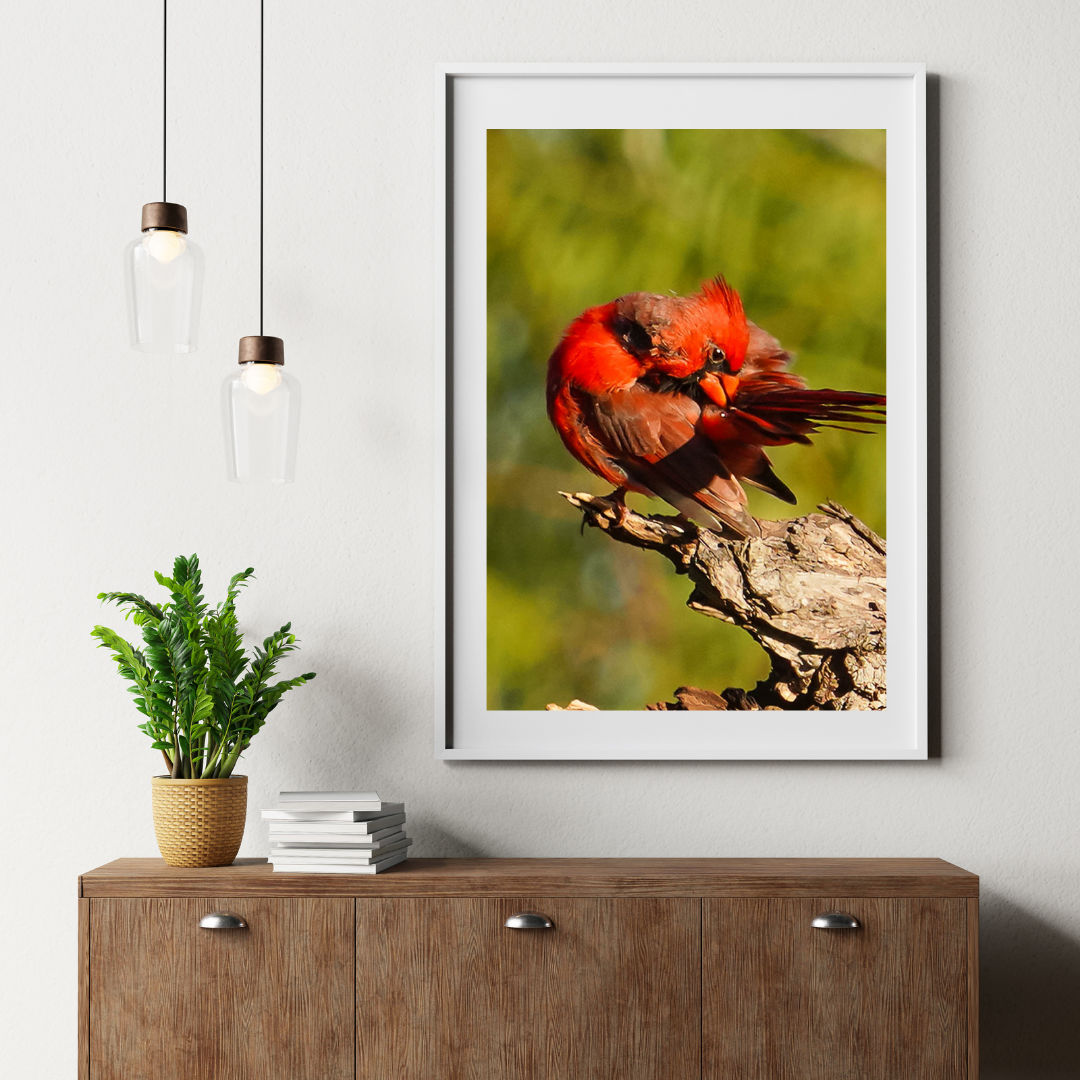 Feathered Focus – Northern Cardinal Photography Print | Framed Greetings