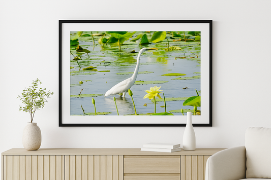 Grace in the Garden – Great White Egret