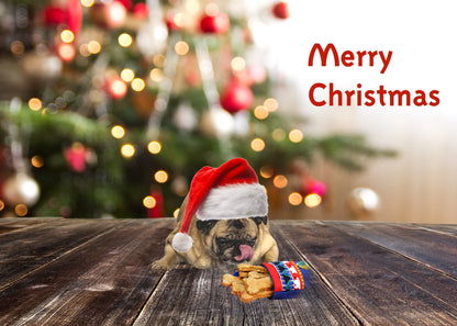 Christmas Pug Antoinette Washington Photography
