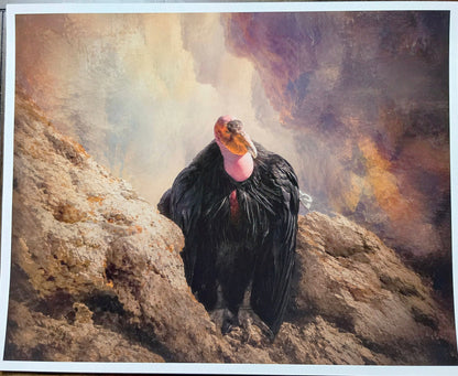 Poster of a vulture on a rock with a cloudy sky in a wooden frame.